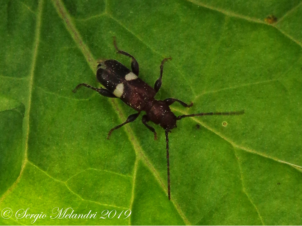 Cerambycidae: Poecilium fasciatum